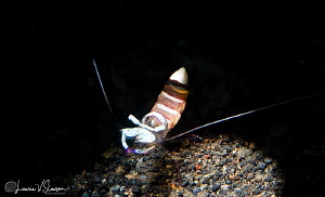 Shrimp/Photographed with a Canon 60 mm macro lens at Lemb... by Laurie Slawson 